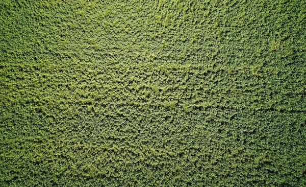 Πράσινο Πεδίο Γρασίδι Πάνω Από Drone Προβολή Φόντου Για Ηλιόλουστη — Φωτογραφία Αρχείου