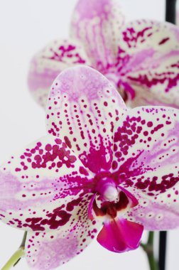 Pembe orkide çiçeğinin başı makro yakın görüş 