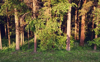 Güneşli bir sabahta yeşil parktaki bisiklet gölgesindeki adam.