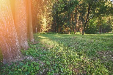 Sabah ormanında çimenli, güneş ışığında.
