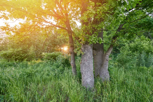 Morgonparksträd Gryningsljus Träd Grön Gräsmatta — Stockfoto