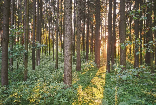 Bos Ochtend Zonsopgang Licht Straal Achtergrond Natuurlijke Prak Thema — Stockfoto