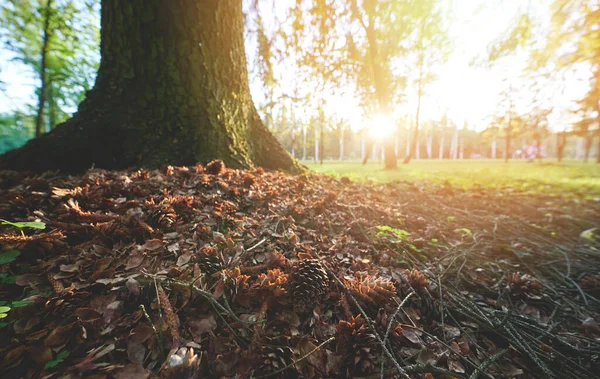 Ξηρά Φύλλα Και Κουκουνάρια Δίπλα Στο Δέντρο Φωτεινό Ηλιόλουστο Φόντο — Φωτογραφία Αρχείου