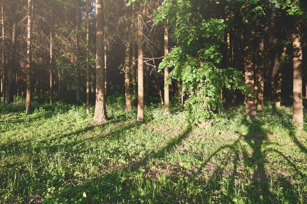 Σκιά Ποδηλάτων Στο Πρωινό Δάσος Φόντο Στο Ηλιόλουστο Φως — Φωτογραφία Αρχείου