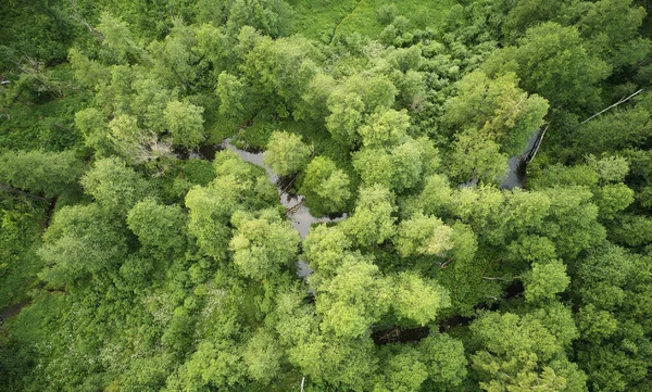 Fiume Verde Riserva Foresta Aerea Drone Toip View — Foto Stock