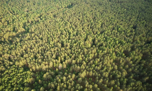 Forest Trees Yellow Sunset Light Aerial Drone View — Stock Photo, Image