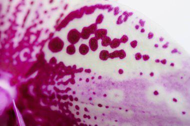 Mor noktalar çiçek orkide yaprağı makro yakın görünüm