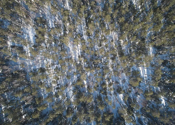 Green Winter Trees Snow Background Aerial Top Drone View — Zdjęcie stockowe