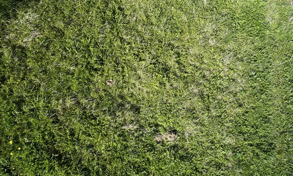 Modèle Herbe Verte Dans Lumière Ensoleillée Dessus Vue Dessus Drone — Photo