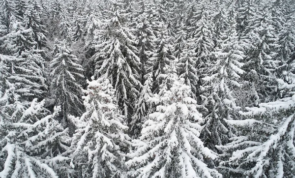 Pattern of fir trees under snow aerial drone view. Christmas background theme