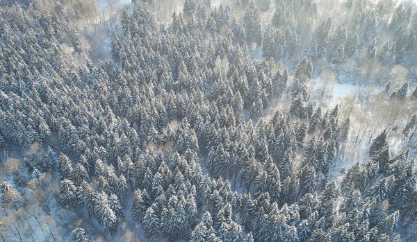 Floresta Pinheiros Coberta Com Neve Aérea Acima Vista Drone — Fotografia de Stock