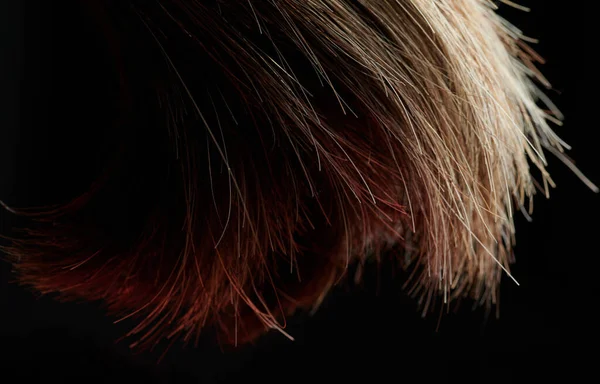 Close Rabo Cabelo Isolado Fundo Estúdio Preto — Fotografia de Stock