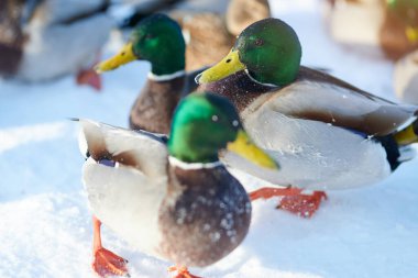 Vahşi ördekler güneşli kış gününde karda yürür.