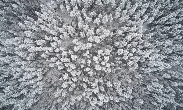 Fondo Abstracto Invierno Bosque Nevado Sobre Vista Superior — Foto de Stock