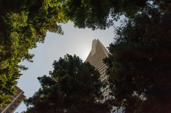 Transamerica Pyramid — Stock Photo, Image