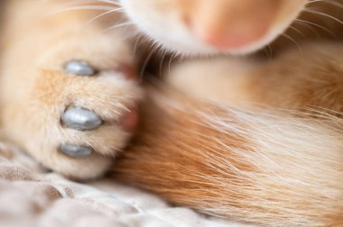 Gri makro üzerinde kedi pençeleri turuncu renge yakın görünüm