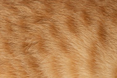 Yumuşak turuncu kedi kürkü yumuşak doğal ışık altında karmaşık dokular gösterir. Evcil hayvan kürkünün güzelliğini vurgular..