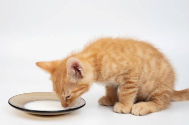 Turuncu kedicik beyaz stüdyo arka planındaki yakın plan tabaktan süt içiyor.