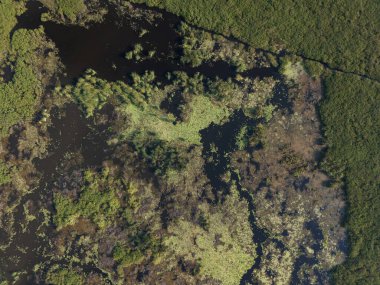 Üst dron görünümünün üzerindeki soyut doğal bataklık arkaplanı