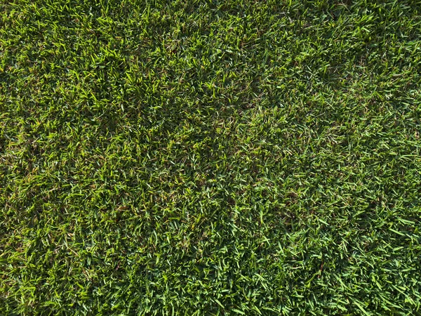 Taze biçilmiş çimenler güneşli bir öğleden sonra parlak banliyö bahçesini dolduruyor, canlı yeşillikler sergiliyor..