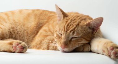 Turuncu kedi gün boyunca bir evin içinde beyaz bir yüzey üzerinde kapalı gözlerle dinlenir. Pençeleri uzanırken huzur içinde uyuyor..