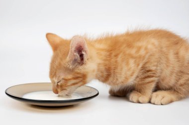 Küçük turuncu kedicik, beyaz stüdyo arka planında izole edilmiş, kapalı tabaktan süt içer.