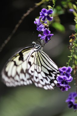 Güzel Kelebek çiçek üzerinde