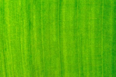 altın yaprak dokusu