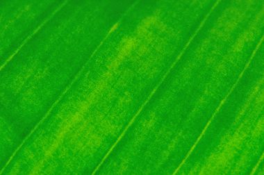 yaprak dokusu diogonal satırlarında