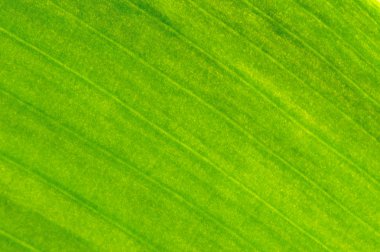 altın yaprak dokusu