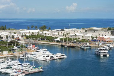 Bermuda Island limanda