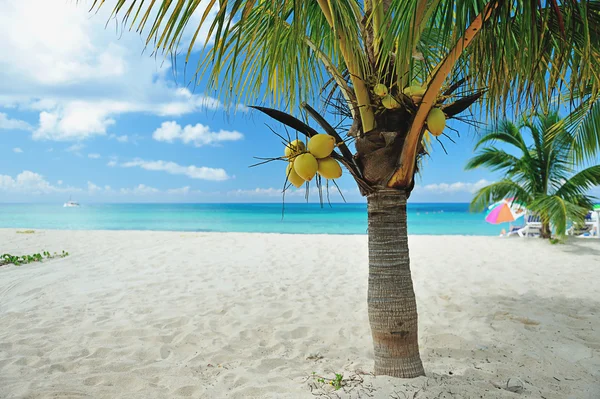 Coconut palm op strand — Stockfoto