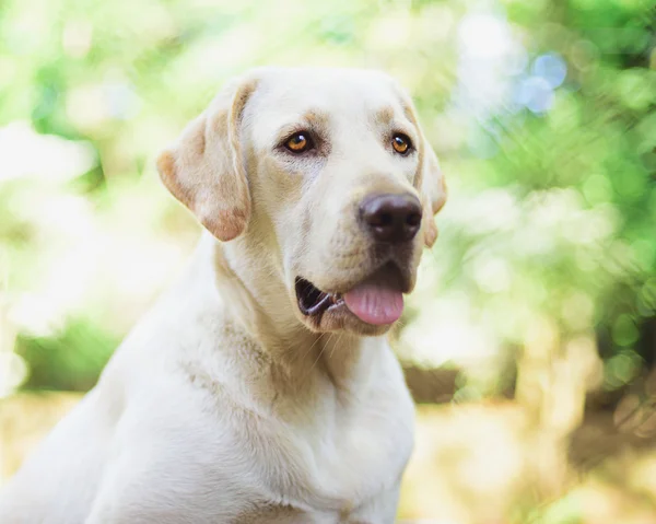 ラブラドル ・ レトリーバー犬の肖像画 — ストック写真