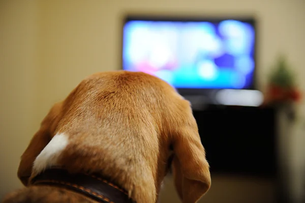 TV izlerken köpek