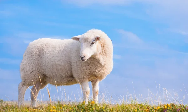 Lone schapen tegen een blauwe hemel — Stockfoto