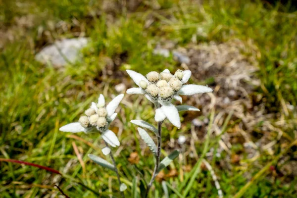 Edelweiss Çiçekleri Vanoise Ulusal Parkı Fransa Görülür — Stok fotoğraf