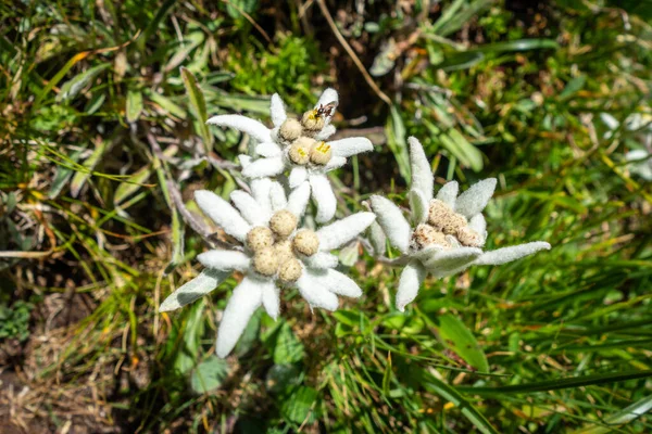 Edelweiss Kwiaty Bliska Widok Vanoise National Park Francja — Zdjęcie stockowe