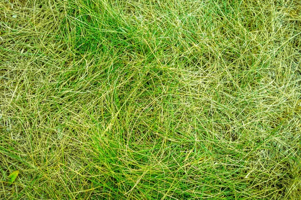 Groen Gras Close Achtergrond Textuur Behang — Stockfoto