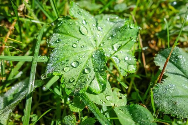 Primer Plano Gotas Agua Hojas Verdes Luz Mañana — Foto de Stock