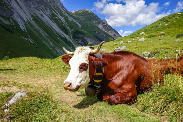 Коровы Альпийских Пастбищах Pralognan Vanoise Французские Альпы — стоковое фото