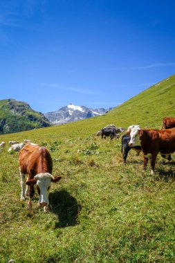 Alp otlaklarında inekler, Pralognan la Vanoise, Fransız Alpleri