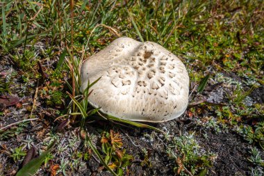 Şemsiye mantarı, Macrolepiota Procera, yakın çekim, Savoie, Fransız Alpleri