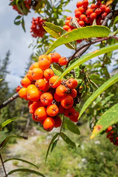 Rowan Tree Berries Vanoise National Park Valley Savoy French Alps — Stock Photo, Image
