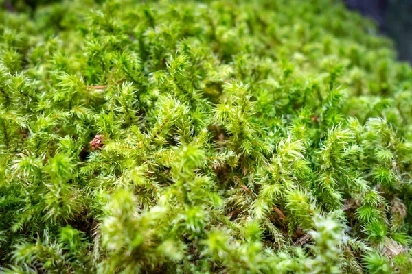 Moss Detail Vanoise National Park Forest French Alps — Stock Photo, Image