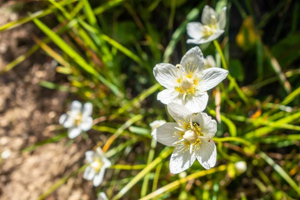 Parnassia Palustris Kwiaty Bliska Widok Vanoise National Park Francja — Zdjęcie stockowe