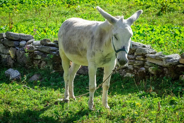 Donkey Field Pralognan Vanoise French Alps — Stock Photo, Image
