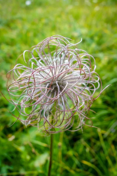 Alpine Anemone Pulsatilla Alpina Vanoise National Park Savoie France — Stock Photo, Image