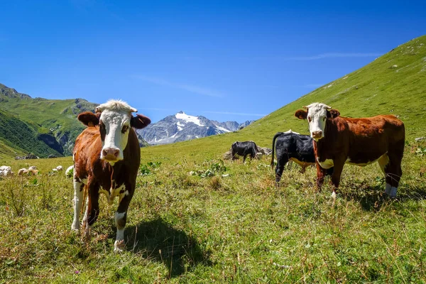 Vacas Pastos Alpinos Pralognan Vanoise Alpes Franceses — Foto de Stock