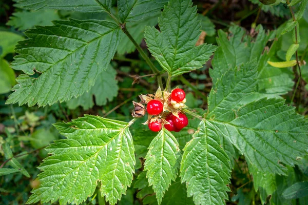 Stenen Bramble Rubus Saxatilis Vanoise National Park Valley Savoie Franse — Stockfoto