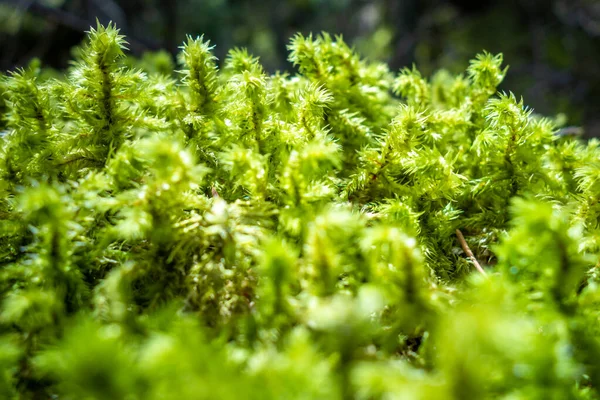 Moss Detail Vanoise National Park Forest French Alps — Stock Photo, Image